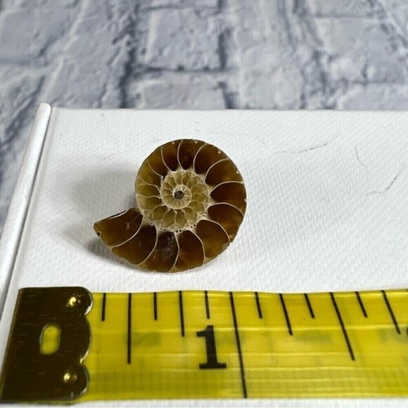 Authentic ammonite fossil tie tack or lapel pin - Picture 3 of 9